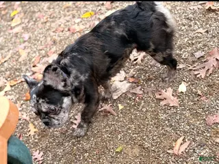 French Bulldog dogs JULIO - Ad 1