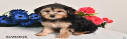 Yorkiepoo dogs for sale: Carson - Ad 5