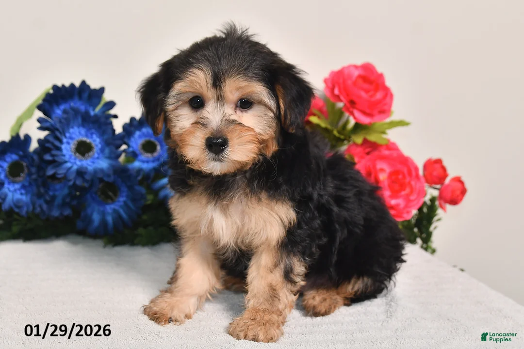 Yorkiepoo dogs for sale: Carson - Ad 5