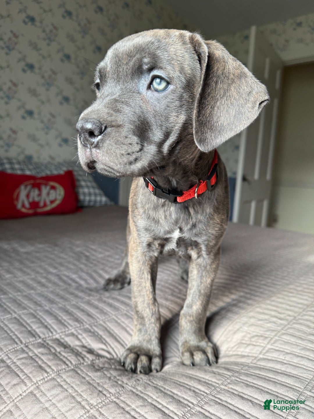 Cane Corso dogs for sale: Stormii - Ad 24