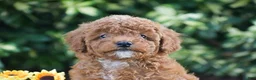 Toy Poodle dogs for sale: Philp - Ad 5