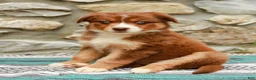 Australian Shepherd dogs for sale: Daisy - Ad 3