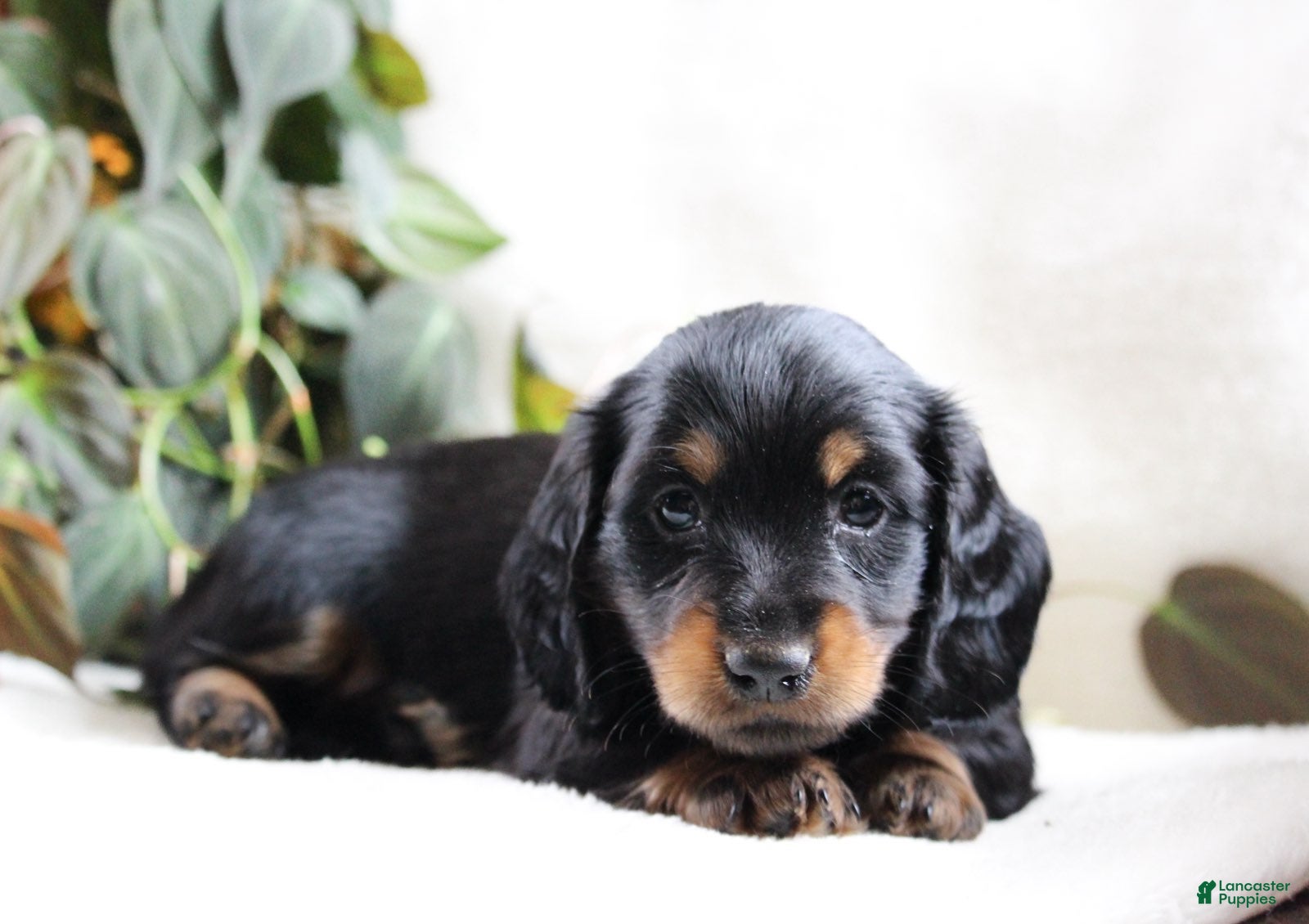 Miniature Dachshund dogs Docan - Ad 1