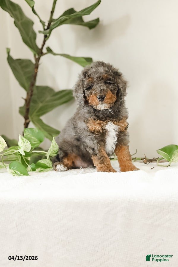 Miniature Poodle dogs Kohl - Ad 2