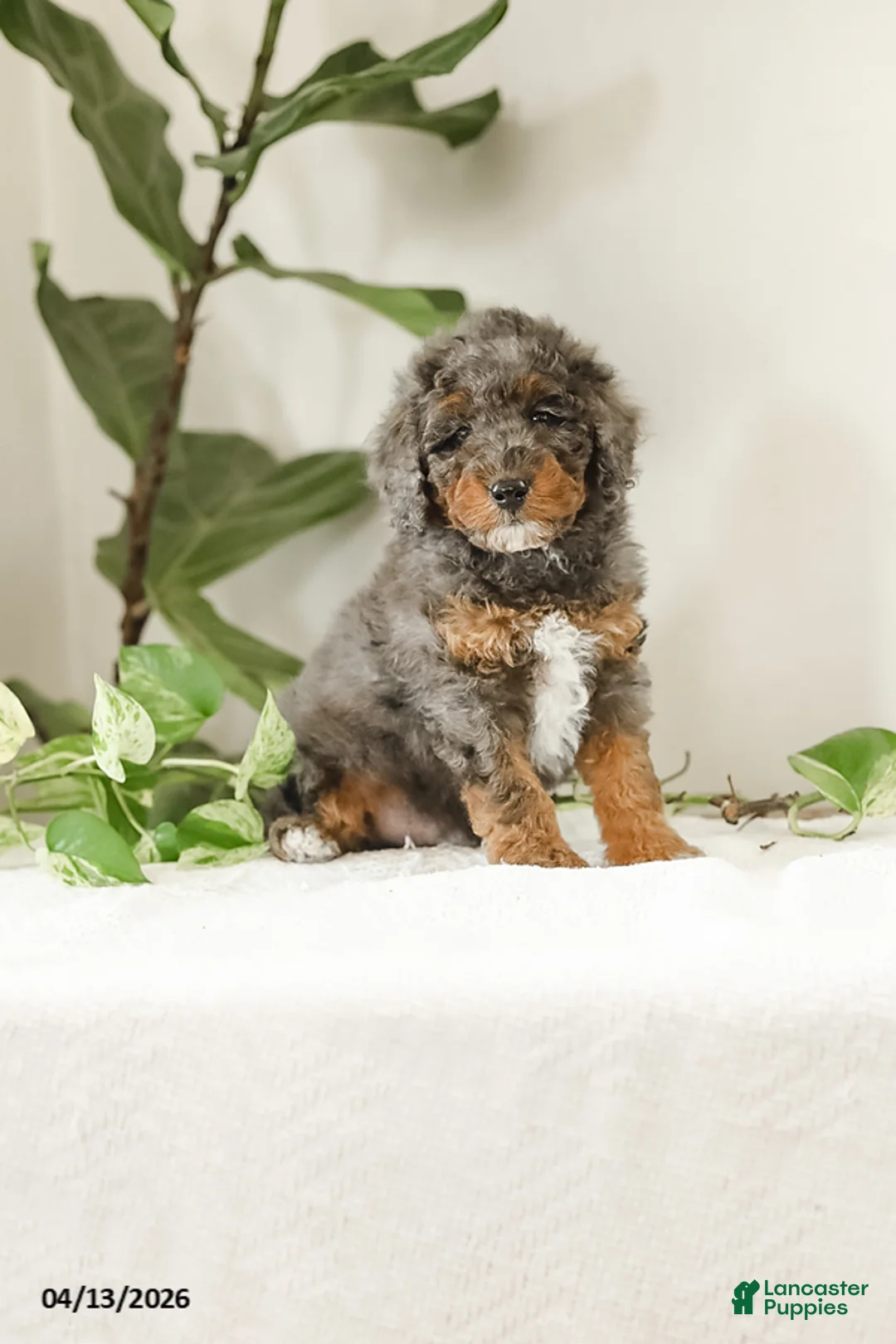 Miniature Poodle dogs for sale: Kohl - Ad 2