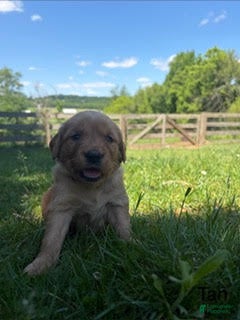 Golden Retriever dogs for sale: Maci  - Ad 4