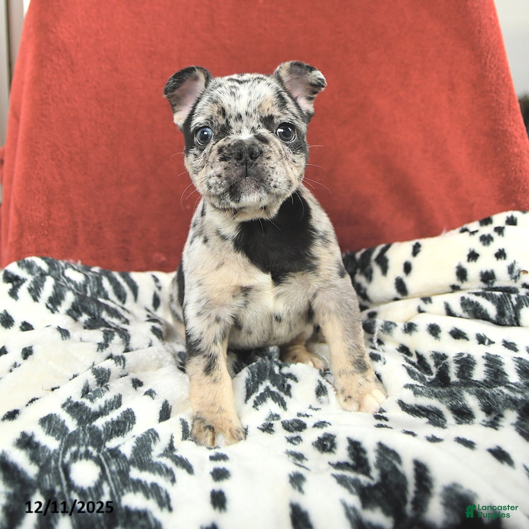 French Bulldog dogs for sale: Maxwell - Ad 2