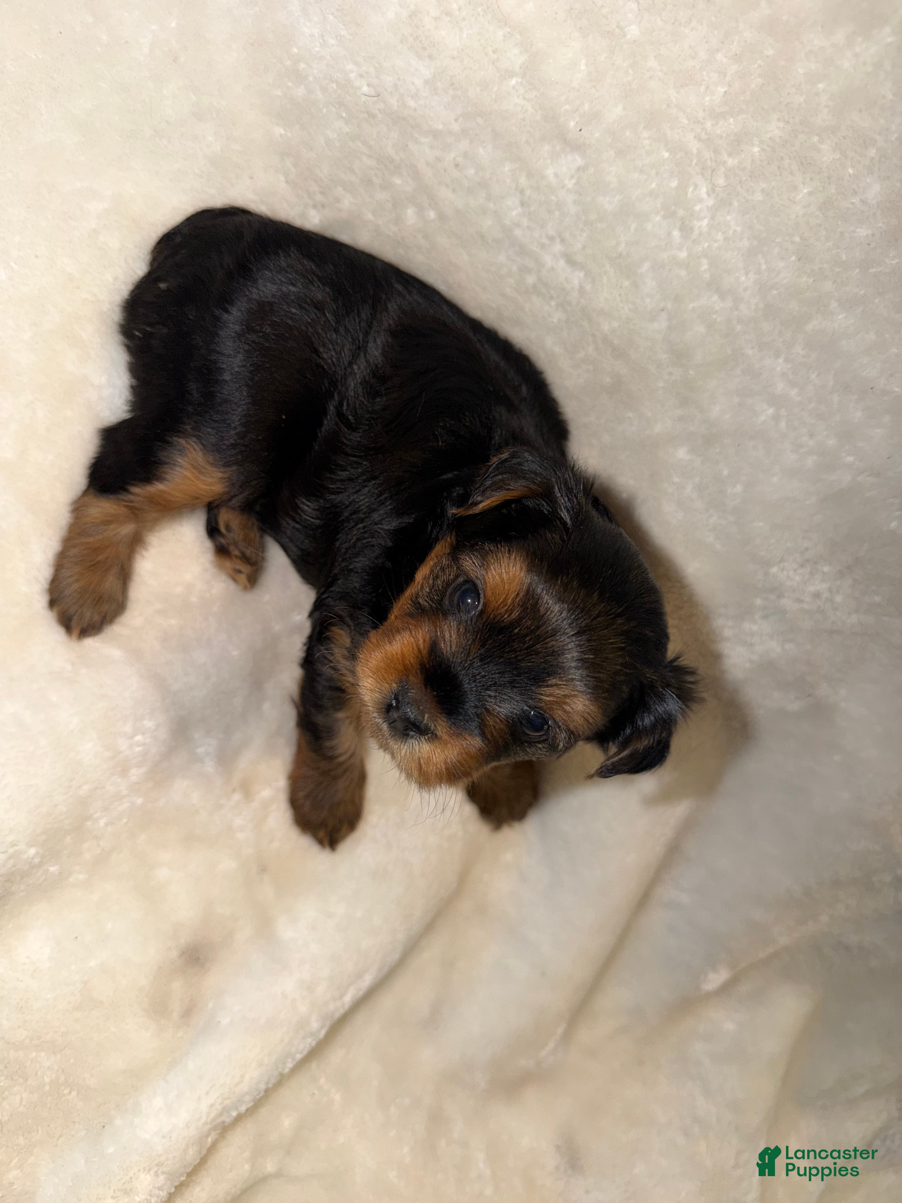 Yorkshire Terrier dogs Yorkshire Terrier Puppy 1 - Ad 1