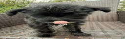 Yorkiepoo dogs for sale: Yorkiepoo 2 - Ad 3