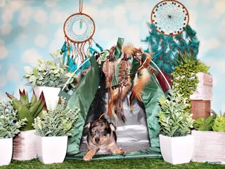 Chihuahua dogs Wishes - Ad 13