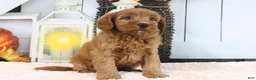 Mini Goldendoodle dogs for sale: Libby - Ad 3