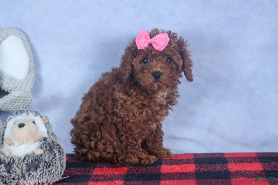 Cavapoo dogs for sale: FANNIE - Ad 4