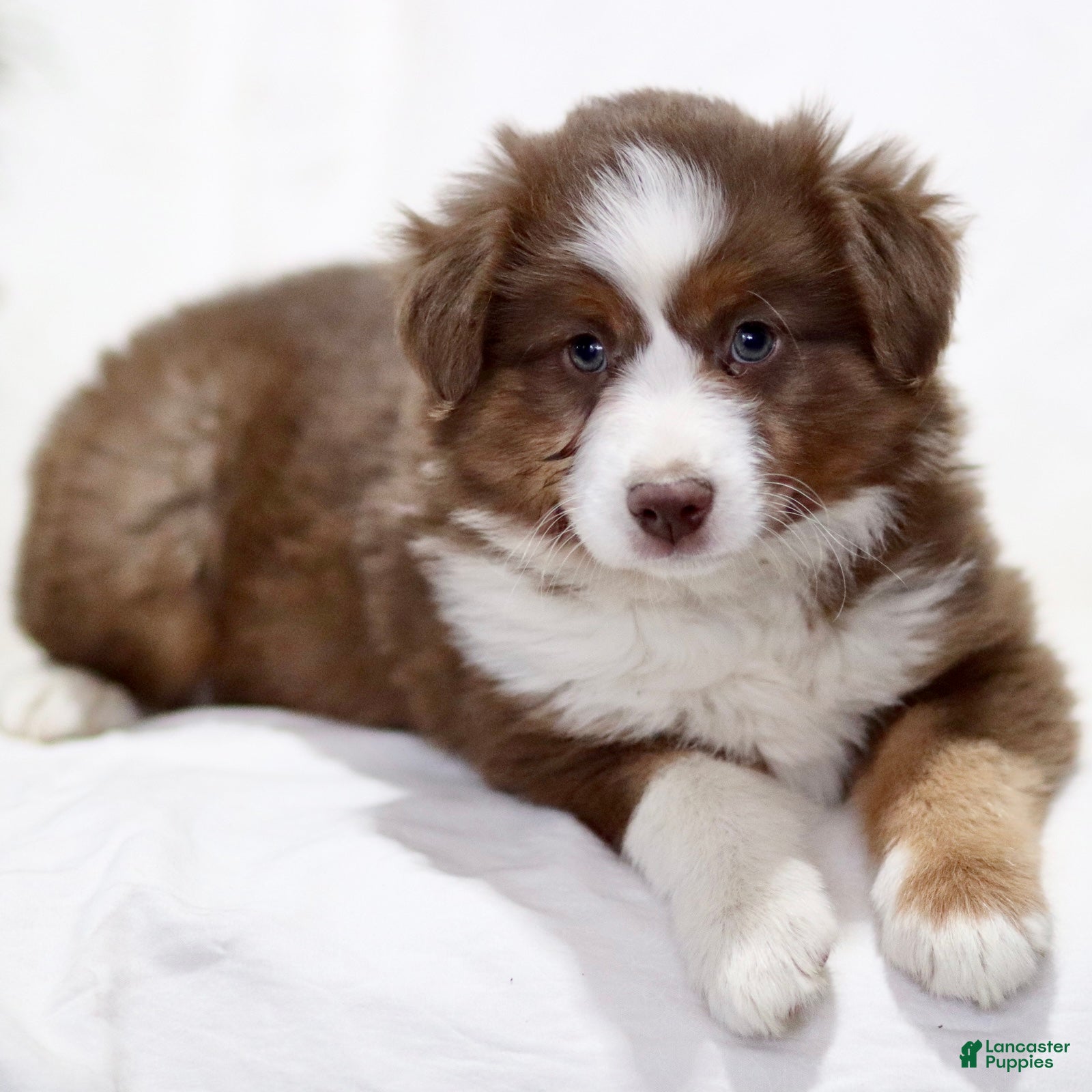 Miniature Australian Shepherd dogs Coffee - Ad 1