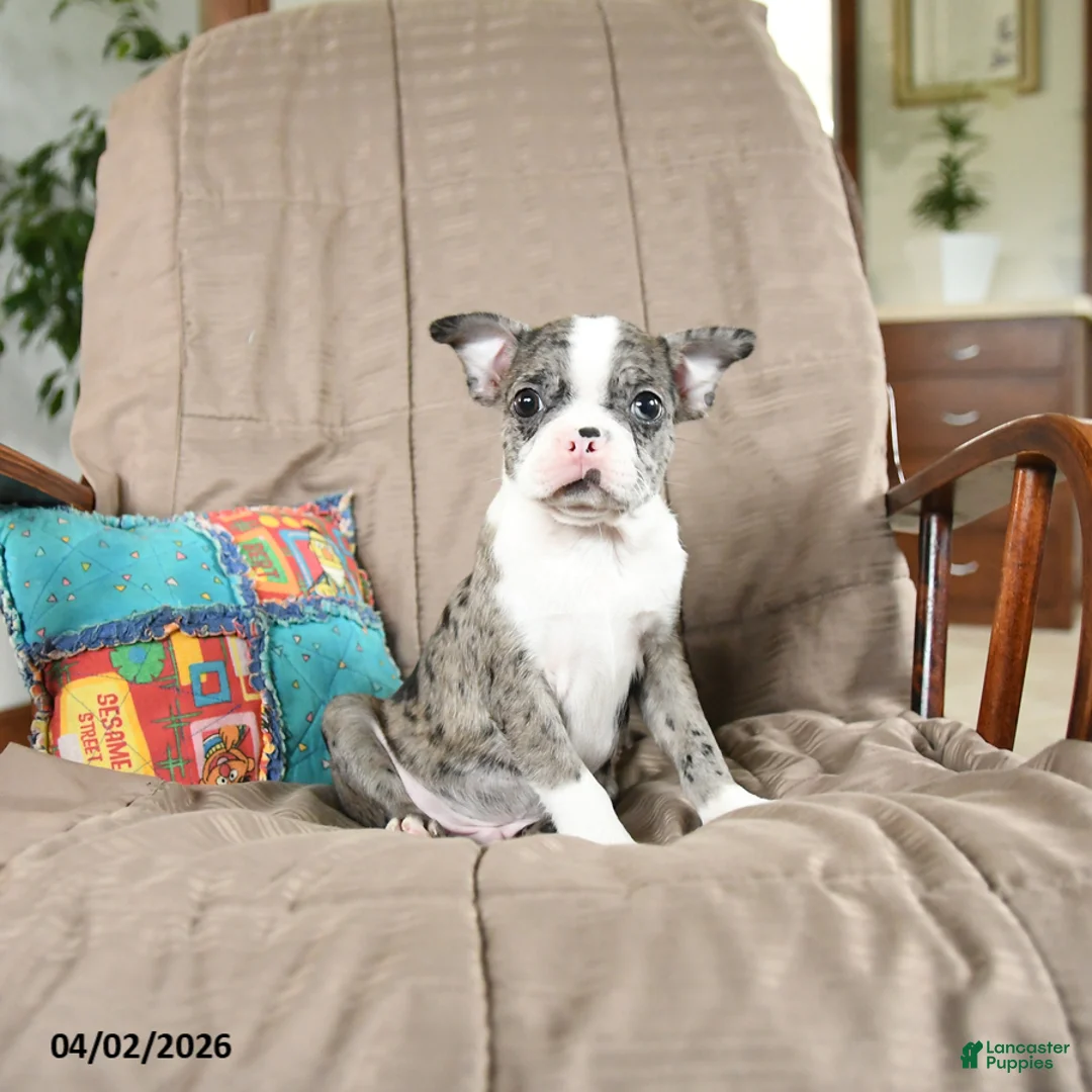 Boston Terrier dogs for sale: Waldo - Ad 1