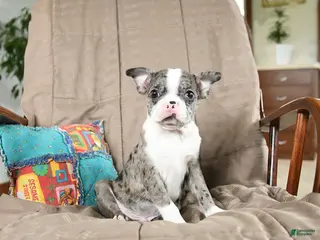 Boston Terrier dogs for sale: Waldo - Ad 2
