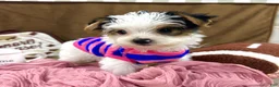 Yorkshire Terrier dogs for sale: Bonnie Bell - Ad 3