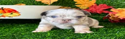 French Bulldog dogs for sale: Twix  - Ad 13