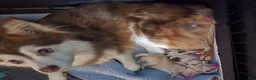 Pomsky dogs for sale: Toy red merle - Ad 19