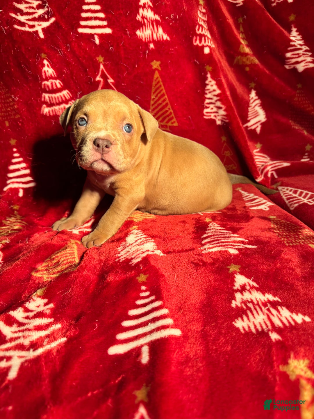 American Bully dogs for sale: American Bully Puppy 1 - Ad 1