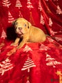 American Bully Puppy 1