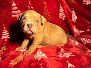 American Bully dogs American Bully Puppy 1 - Ad 14