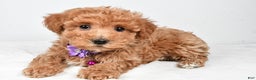 Maltipoo dogs for sale: Sara - Ad 2
