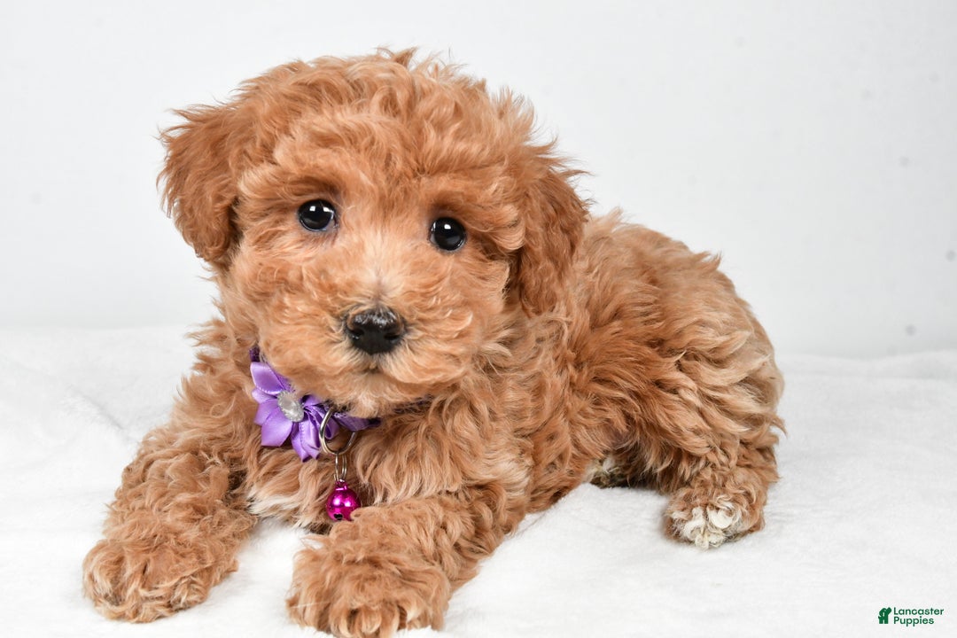 Maltipoo dogs for sale: Sara - Ad 2