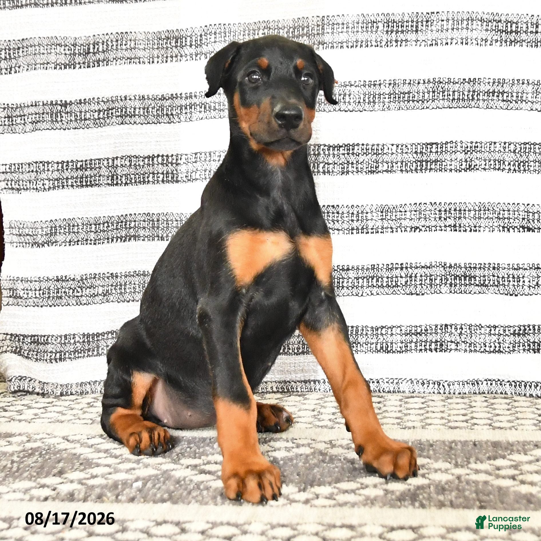 Doberman Pinscher dogs Dixie - Ad 2