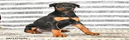 Doberman Pinscher dogs for sale: Dixie - Ad 2
