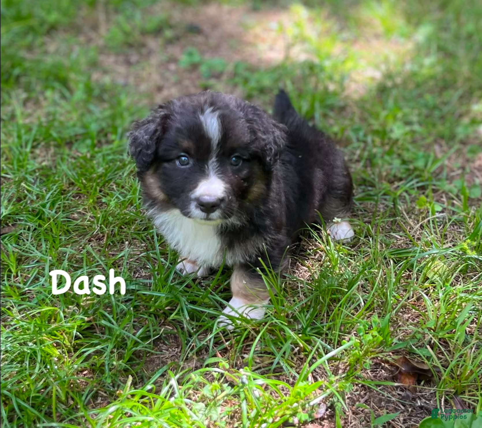 Welsh Corgi Cardigan dogs Dash- Fluffy - Ad 1