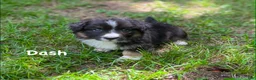 Welsh Corgi Cardigan dogs for sale: Dash- Fluffy - Ad 1