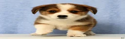 Mixed Breed dogs for sale: Dorsy - Ad 5