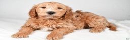 Mini Goldendoodle dogs for sale: Noelle - Ad 13