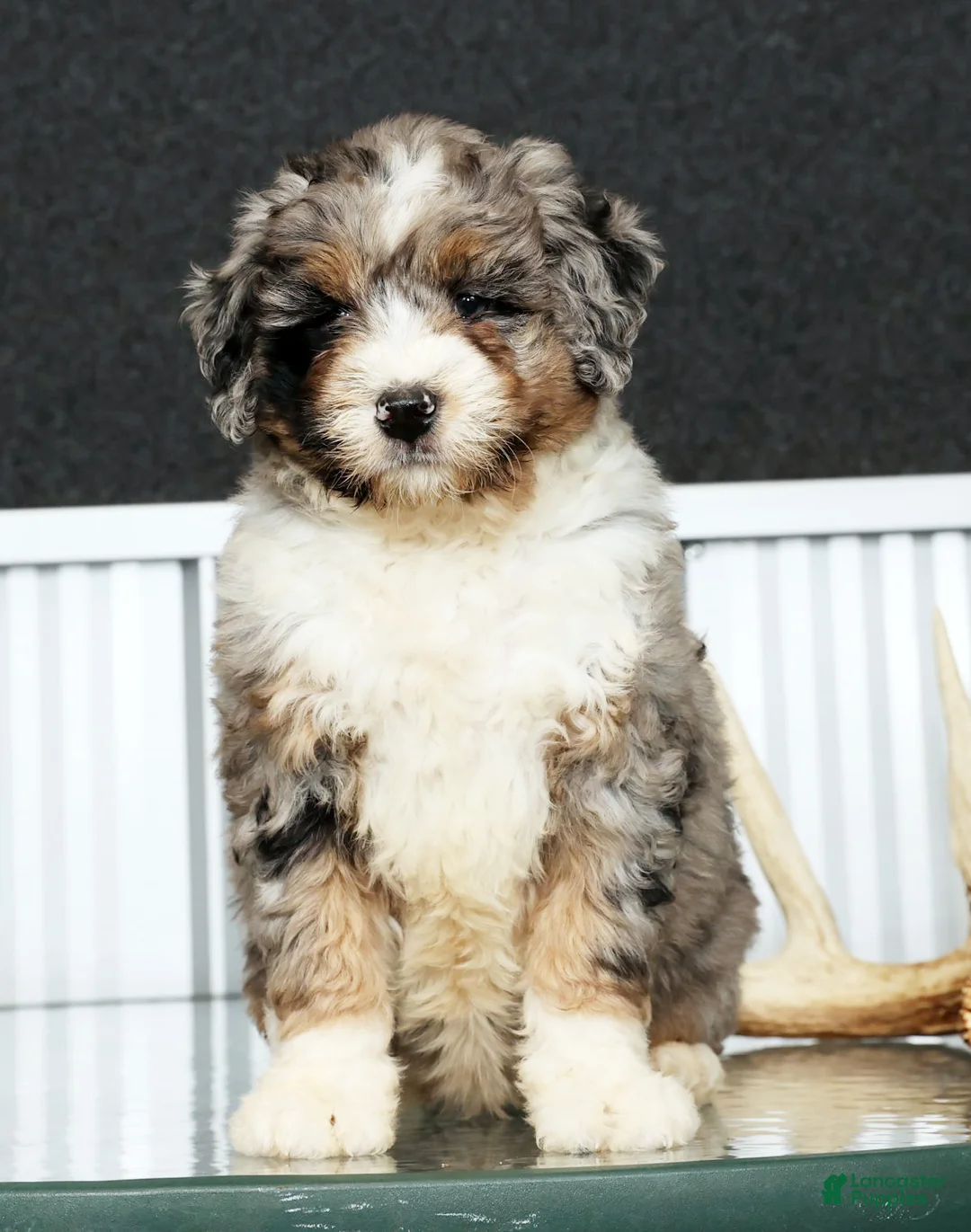 Mini Bernedoodle dogs for sale: Faith - Ad 2