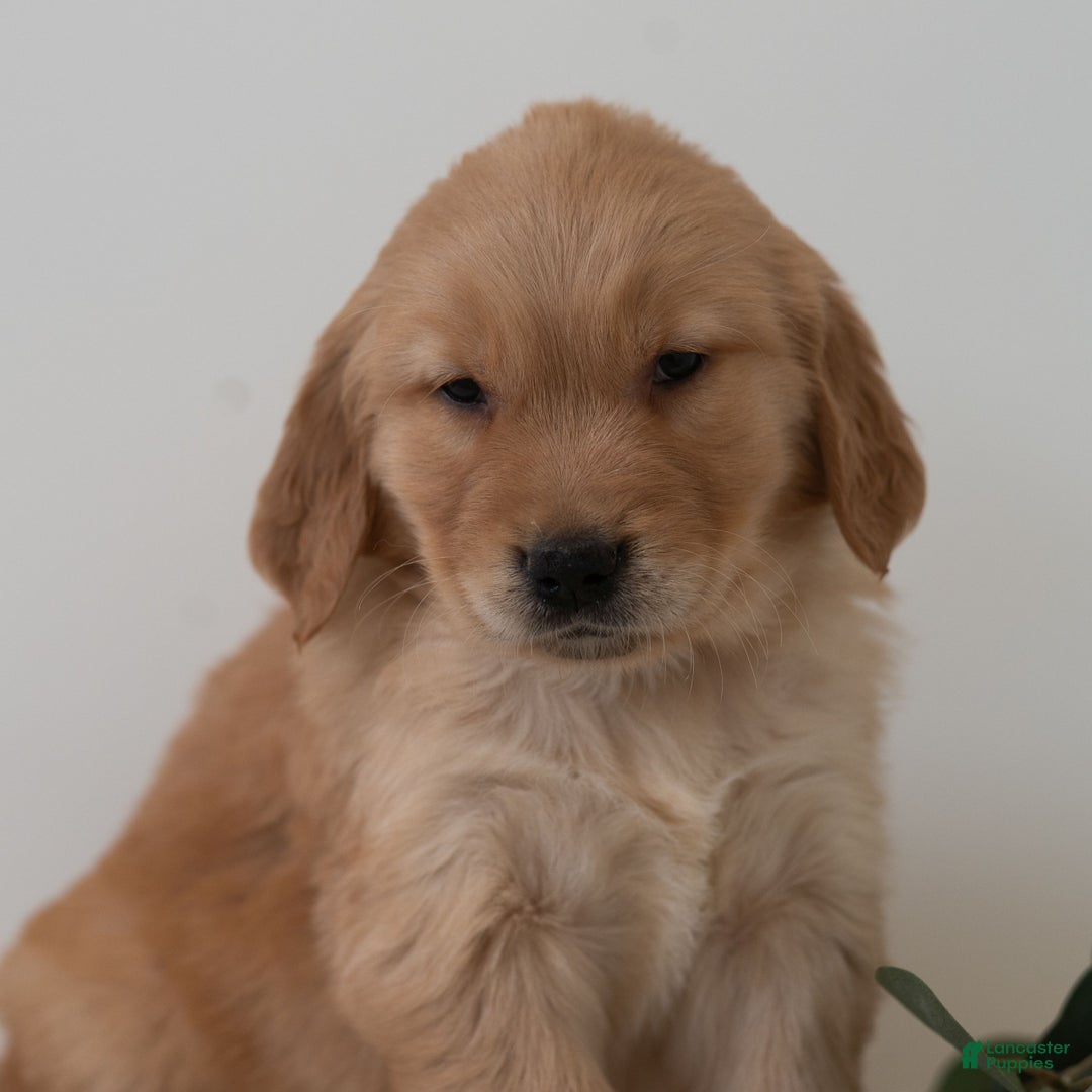 Golden Retriever dogs for sale: Sammy - Ad 3