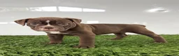 Olde English Bulldogge dogs for sale: Chloe - Ad 1
