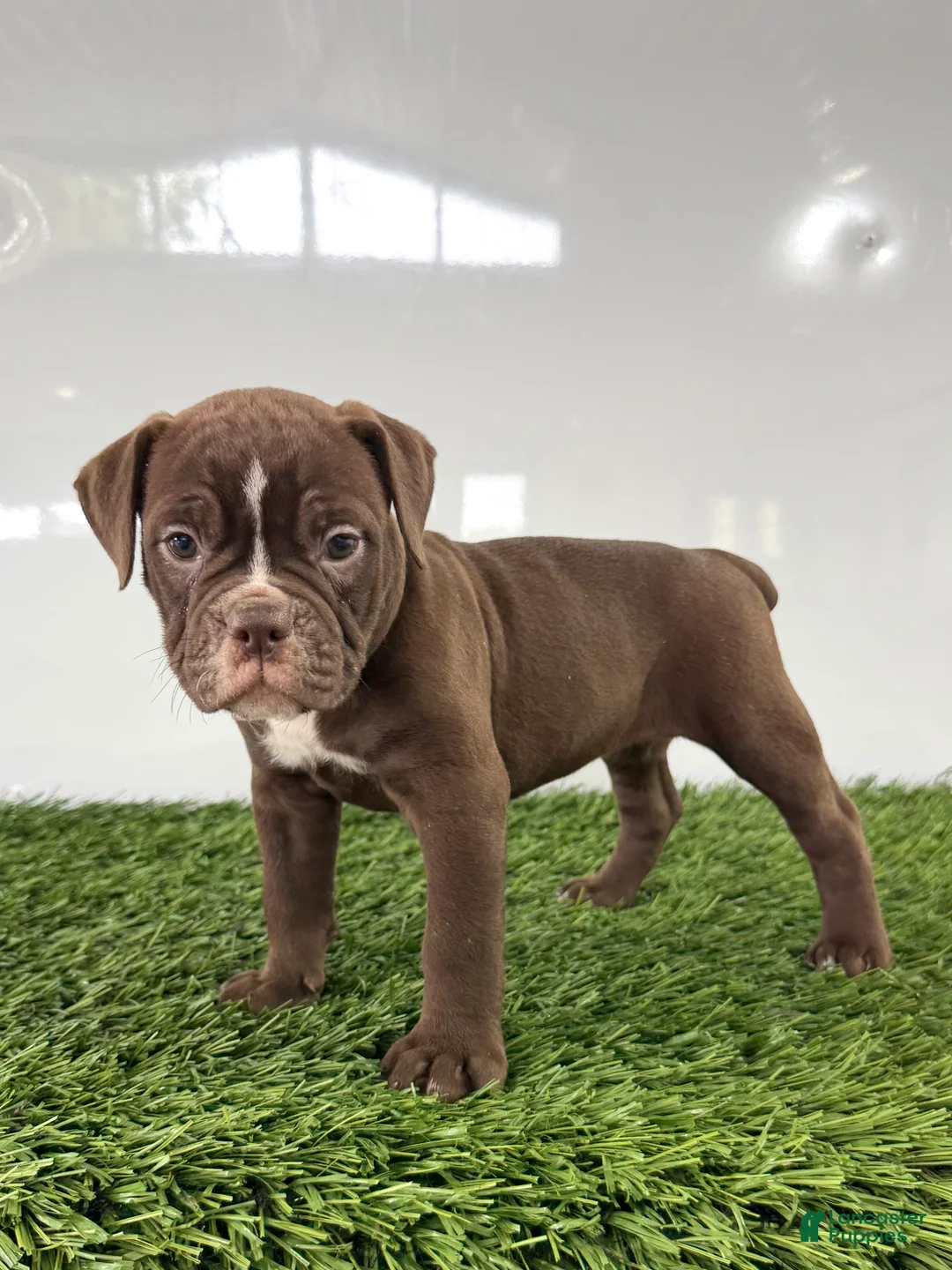 Olde English Bulldogge dogs for sale: Chloe - Ad 1