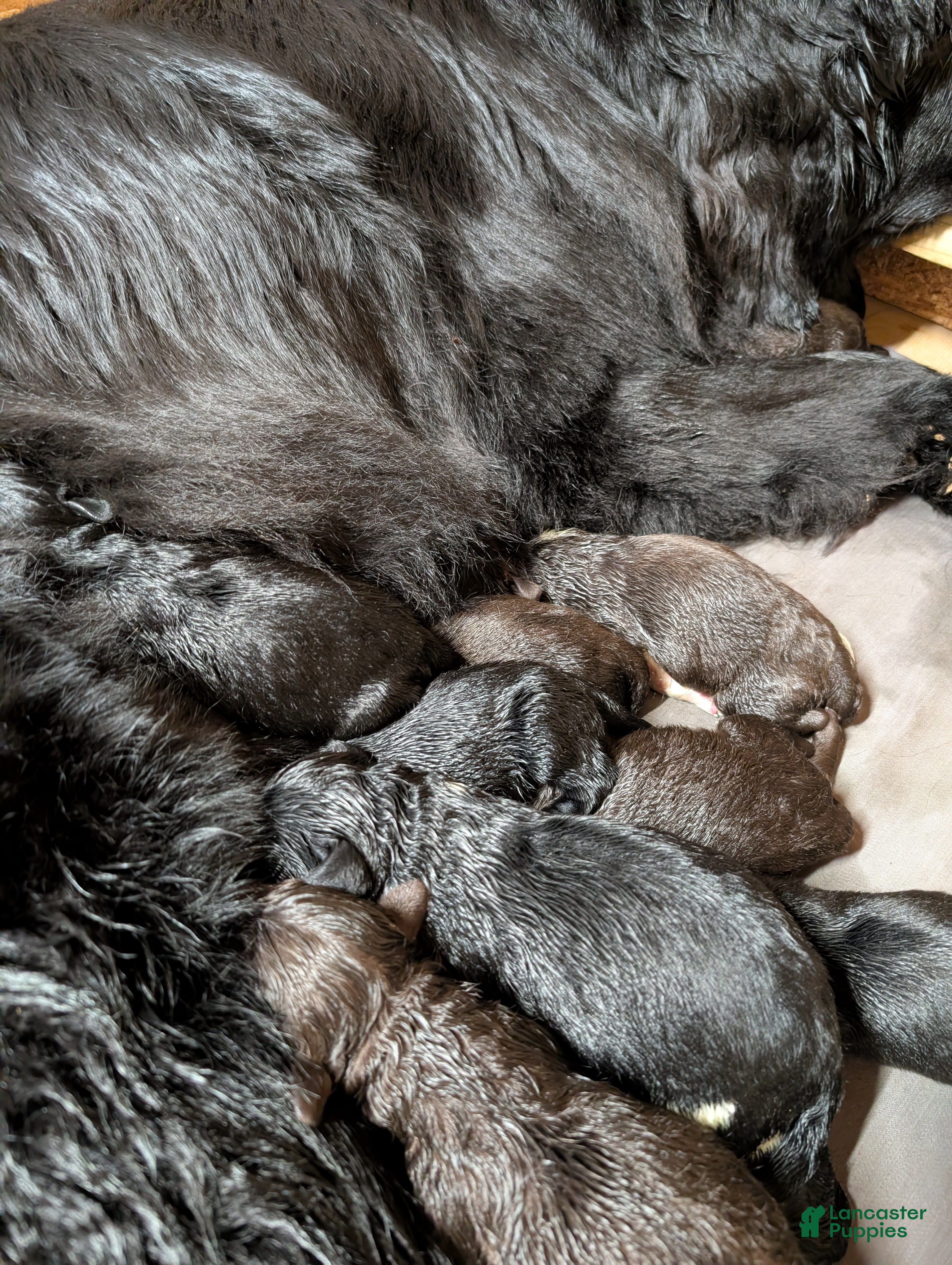 Newfoundland dogs Hayden - Ad 27