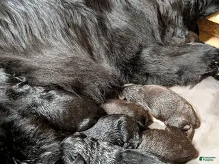 Newfoundland dogs Hayden - Ad 21