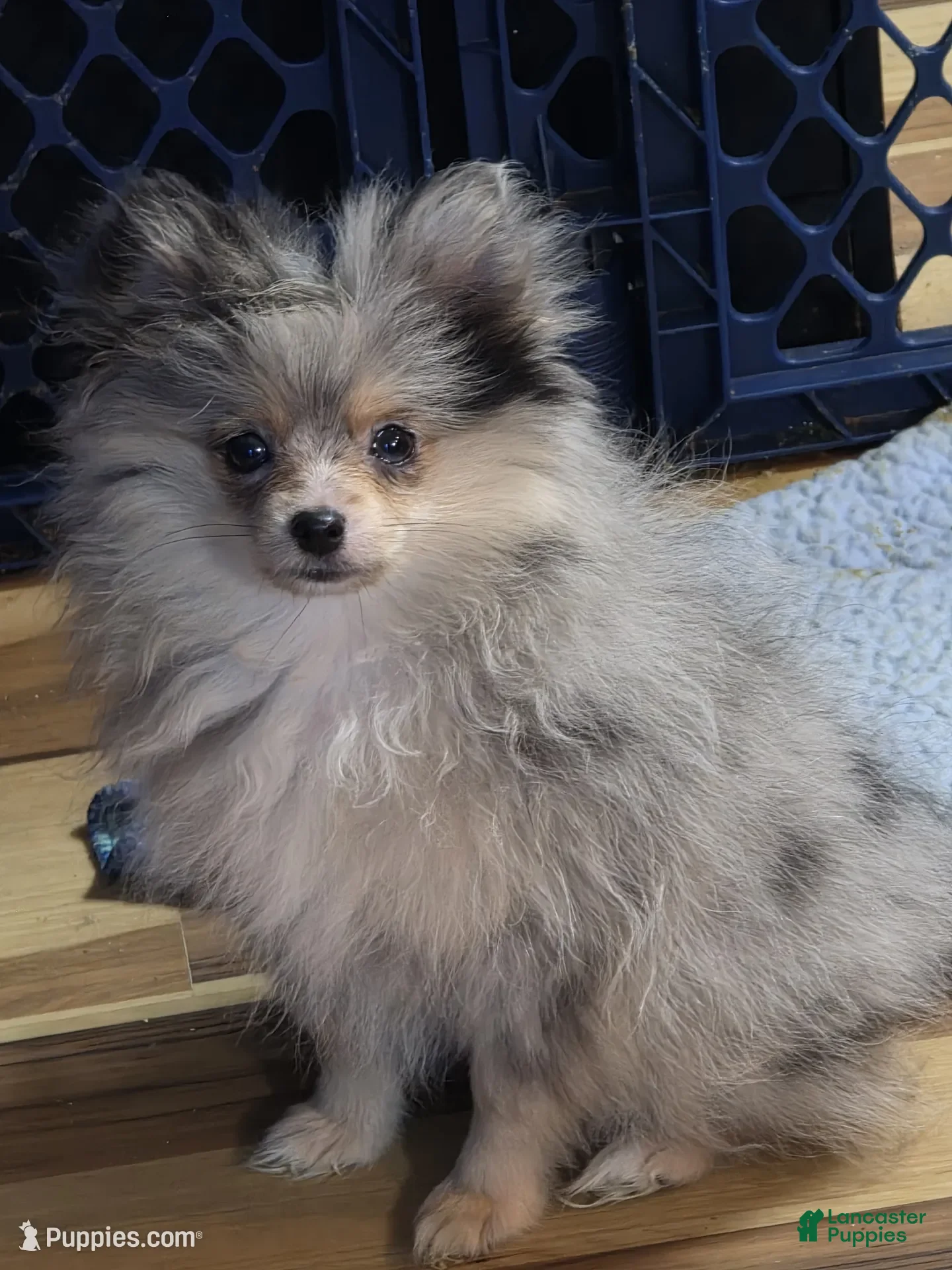 Pomeranian dogs Akc batgirl  - Ad 9