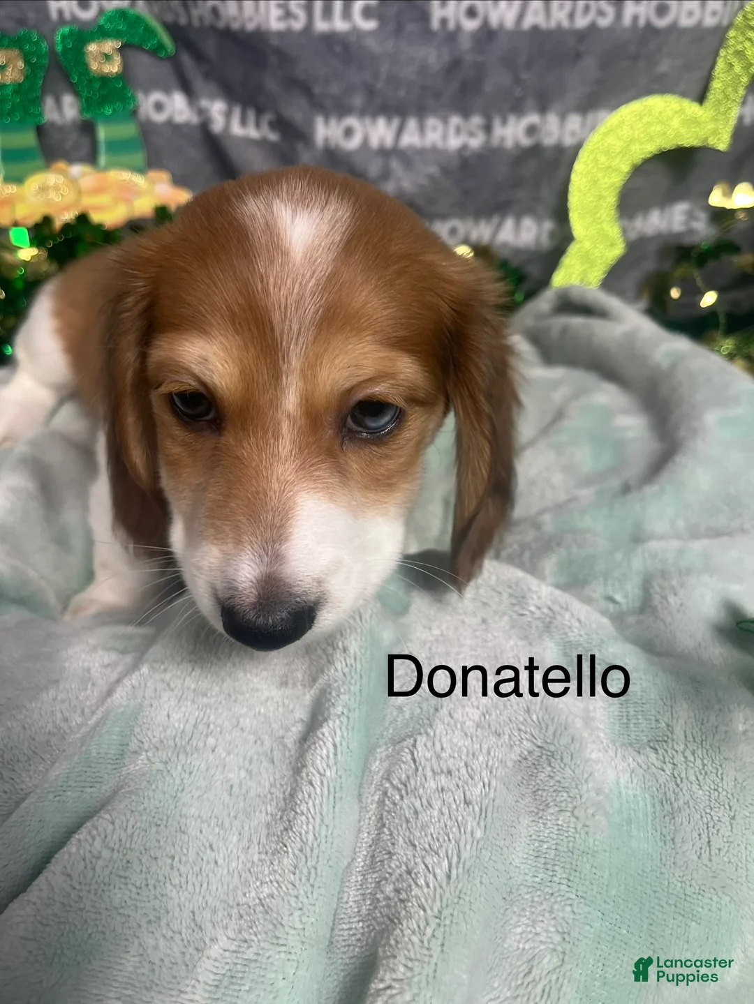 Miniature Dachshund dogs for sale: Donatello - Ad 2