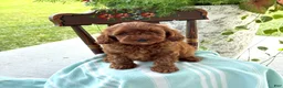 Miniature Poodle dogs for sale: Toffee - Ad 9