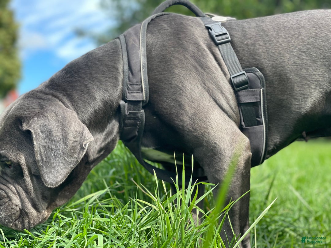 Gallery Image {{count}}