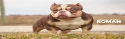 American Bully dogs for sale: lil UCE - Ad 11