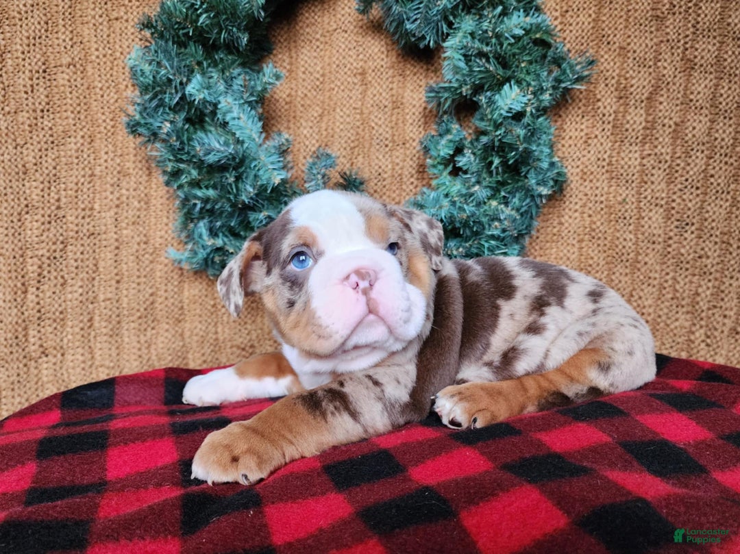 English Bulldog dogs for sale: Frisco - Ad 8