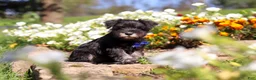 Miniature Schnauzer dogs for sale: Mason - Ad 3