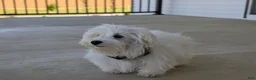 Maltese dogs for sale: Hale 7 lbs Full Grown - Ad 7