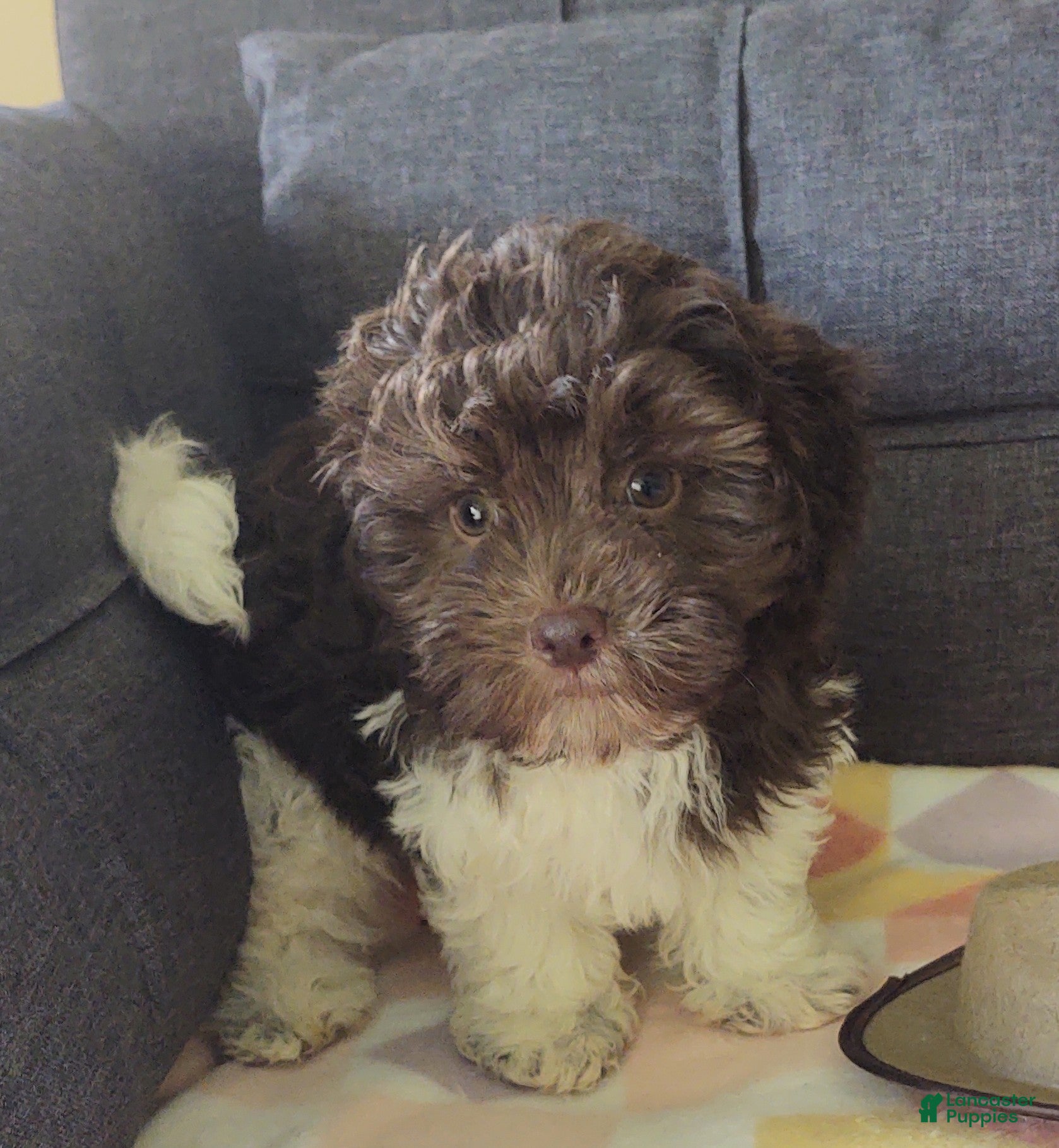Maltipoo dogs Archie (chocolate)  - Ad 2