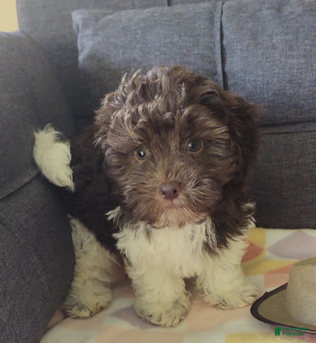 Maltipoo dogs for sale: Archie (chocolate)  - Ad 2
