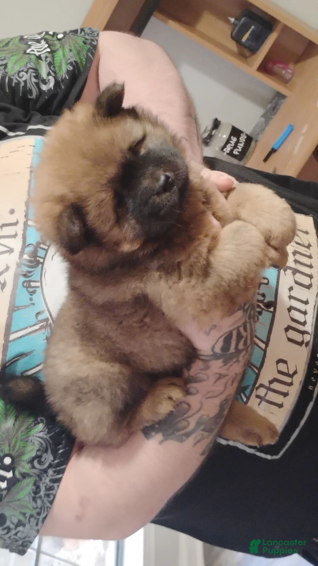 Chow Chow dogs for sale: Foxy  - Ad 2